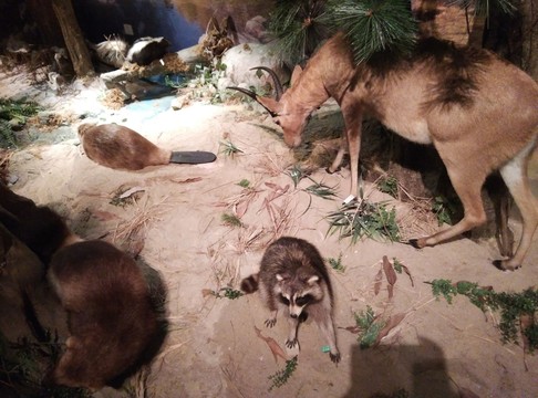 野生動物標本