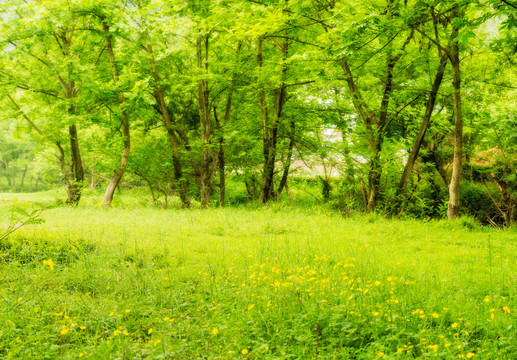 草地 樹林