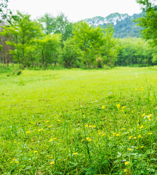 草地 樹林