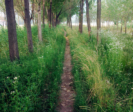 林間小路