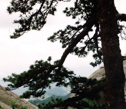 天柱山蒼松