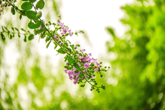 春花