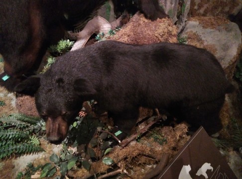 野生動物標(biāo)本