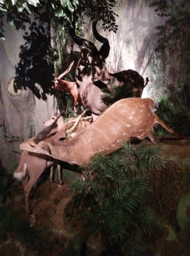 野生動物標(biāo)本