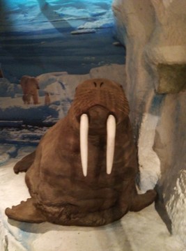 野生動物標本