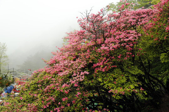 杜鵑花開(kāi)