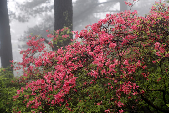 杜鵑盛開(kāi) 滿山紅