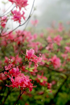 杜鵑花  紅杜鵑