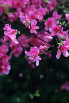杜鵑花  花背景