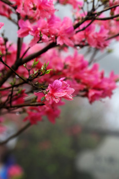 杜鵑  紅杜鵑 杜鵑樹(shù)