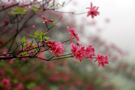杜鵑  杜鵑花