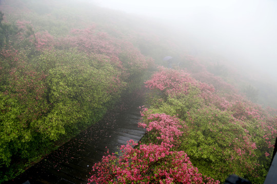 漫山杜鵑 杜鵑花開