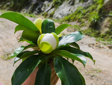 茶花