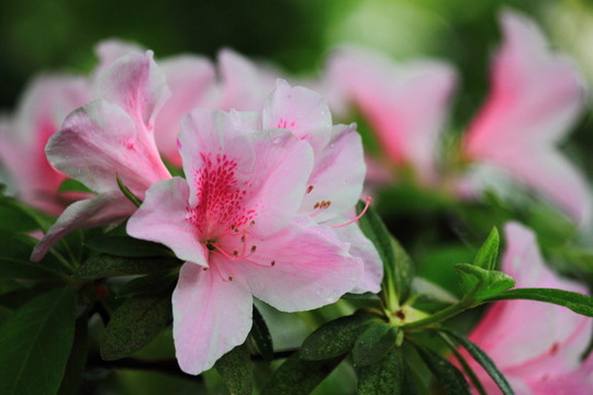 杜鵑花