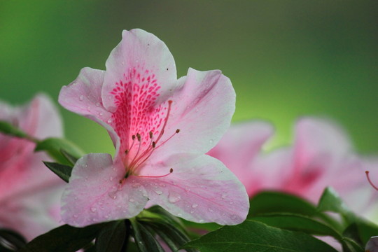 杜鵑花
