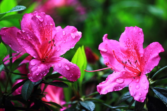 杜鵑花