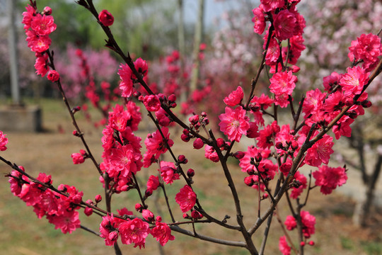 桃花朵朵開 桃花源