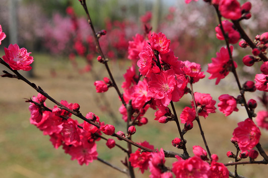 桃花
