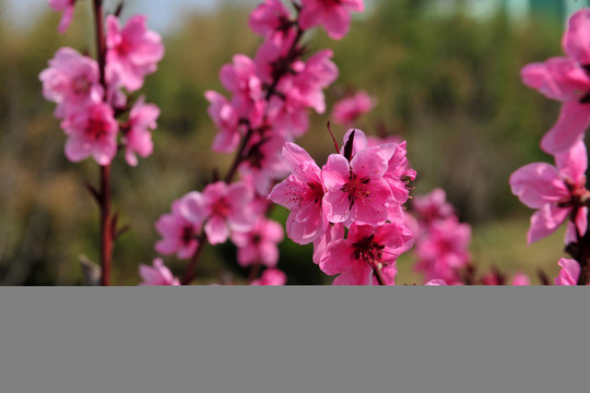 桃花