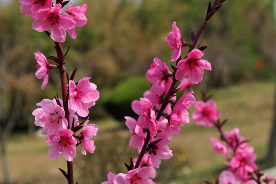 桃花盛開 桃園 桃樹