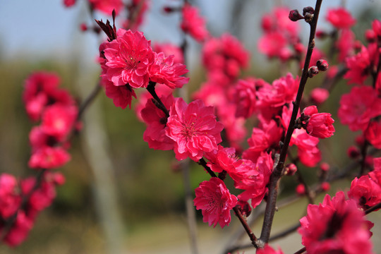 桃花盛開(kāi) 桃花