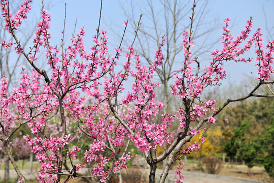 桃花 桃樹 桃園