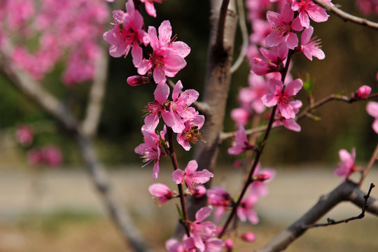 桃花盛開 桃花園