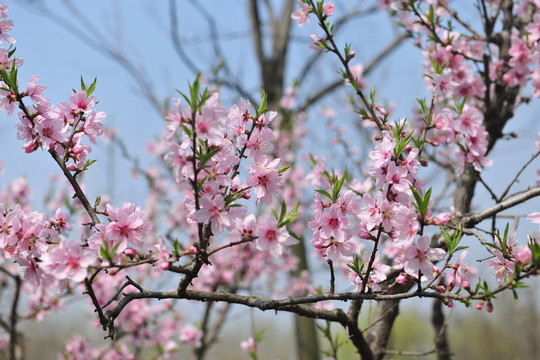 桃花