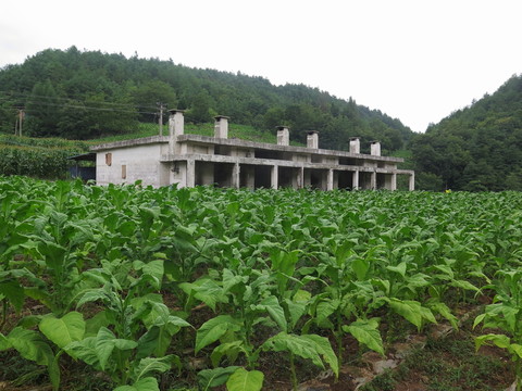 農(nóng)村煙葉烘烤房