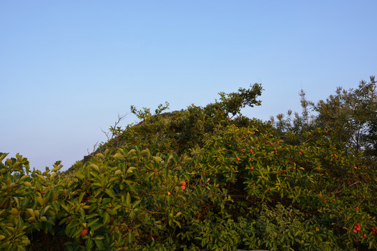 大沙灣海灘