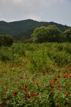 花果山