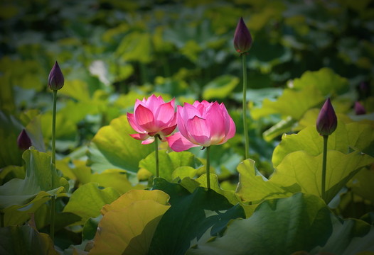 荷花