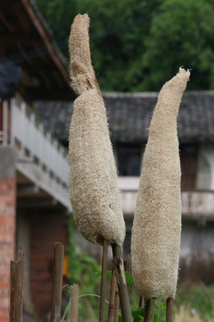 兩個絲瓜網(wǎng)