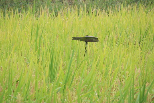 養(yǎng)魚的稻田