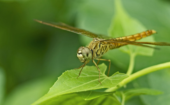虎紋蜻蜓