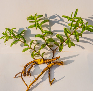 云南野生小黃芩