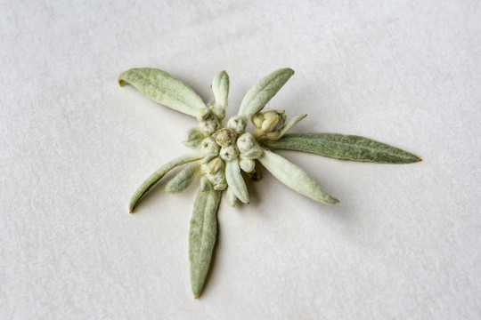 小火草