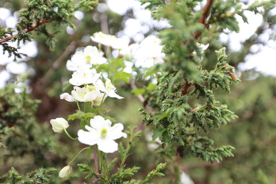 碧沽天池
