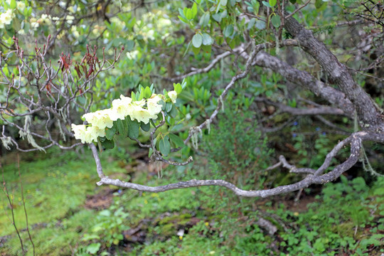碧沽天池