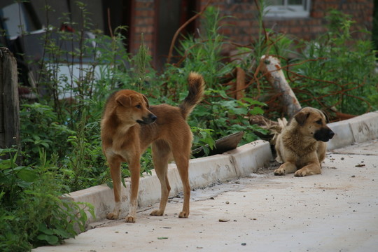 田園犬