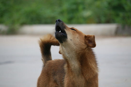 土狗