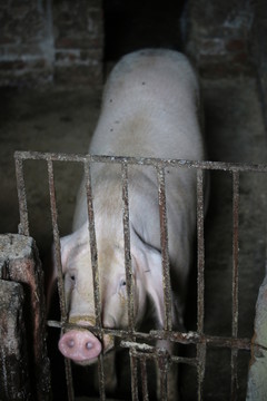 生豬