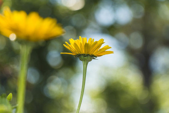 夢(mèng)幻黃菊花