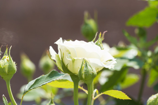 白色月季花叢