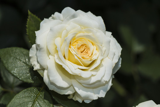 白色月季花叢