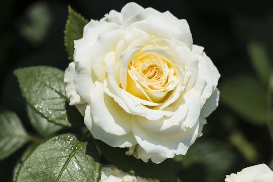 白色月季花叢
