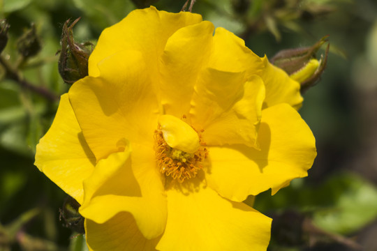 黃色月季花
