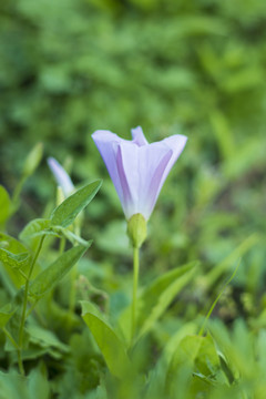 小牽牛花