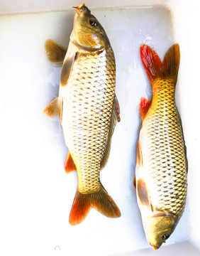 鯉魚
