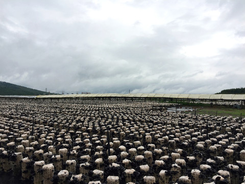 木耳種植 木耳培育基地 食用菌